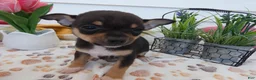 Chihuahua dogs for sale: Chihuahua Puppy 1 Lucas - Ad 2