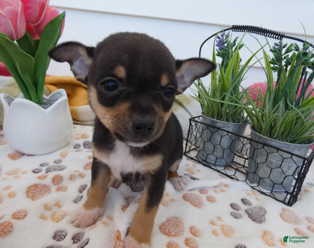 Chihuahua dogs for sale: Chihuahua Puppy 1 Lucas - Ad 2