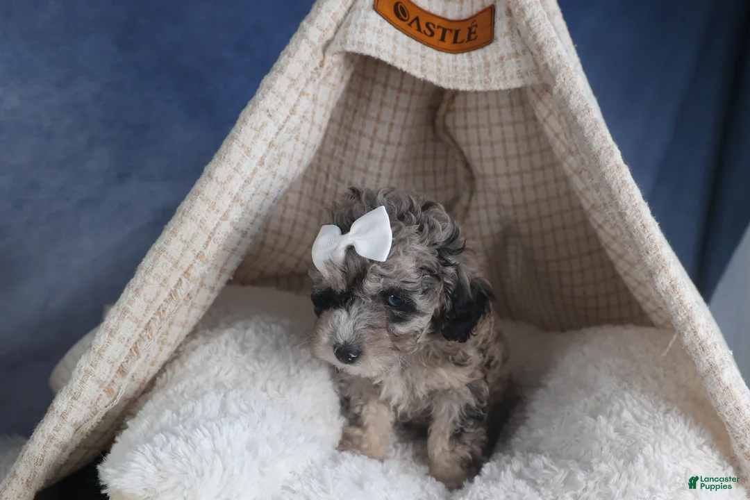 Miniature Poodle dogs for sale: Remington  - Ad 2