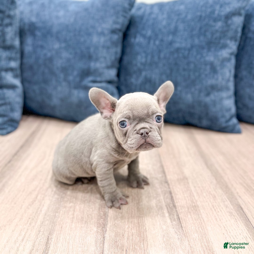 Mixed Breed dogs for sale: Mya - Ad 1