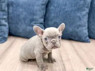 Mixed Breed dogs Mya - Ad 12