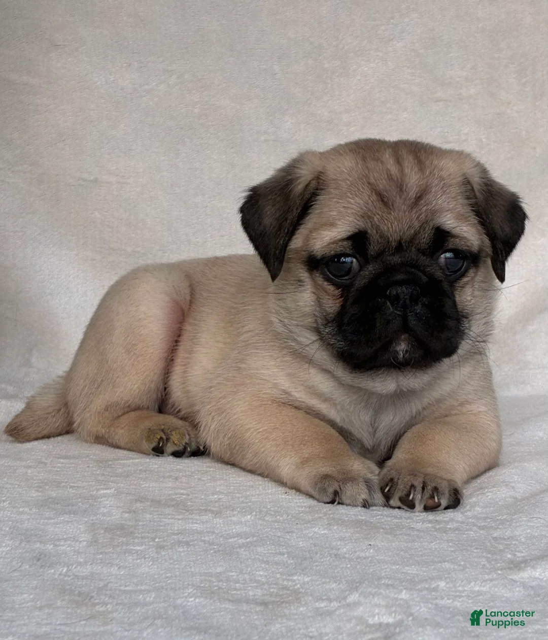 Pug dogs for sale: Holly - Ad 10