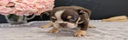 English Bulldog dogs for sale: Zion - Ad 7