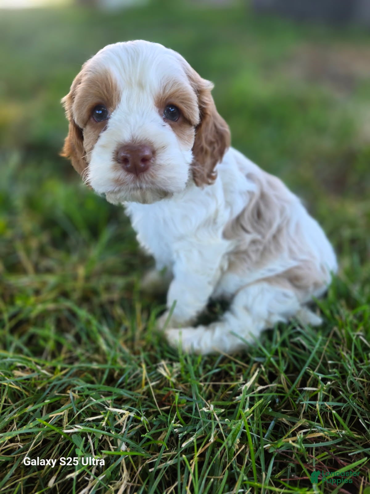 Cockapoo dogs Girl-5 - Ad 11