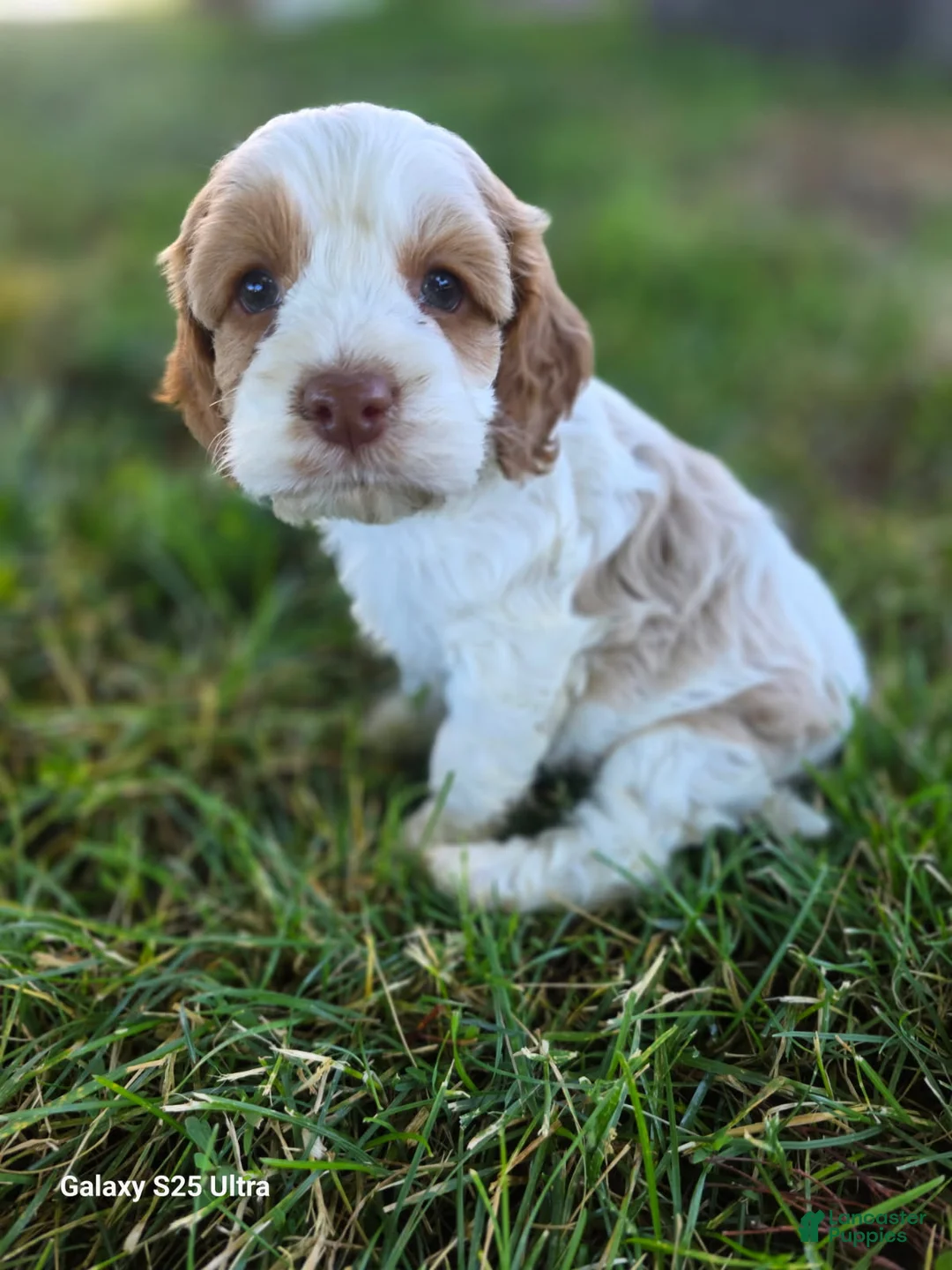 Cockapoo dogs for sale: Girl-5 - Ad 1