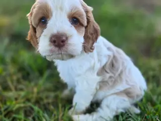 Cockapoo dogs Girl-5 - Ad 11