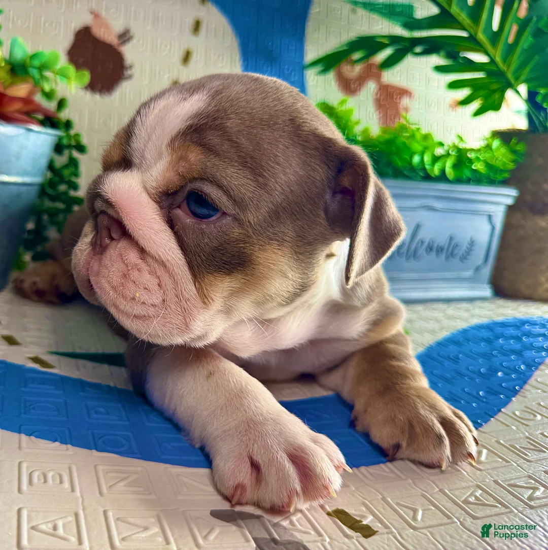 English Bulldog dogs for sale: Paris - Ad 2