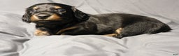 Miniature Dachshund dogs for sale: LMA's ChampionDoxie Snoop Dogg - Ad 38