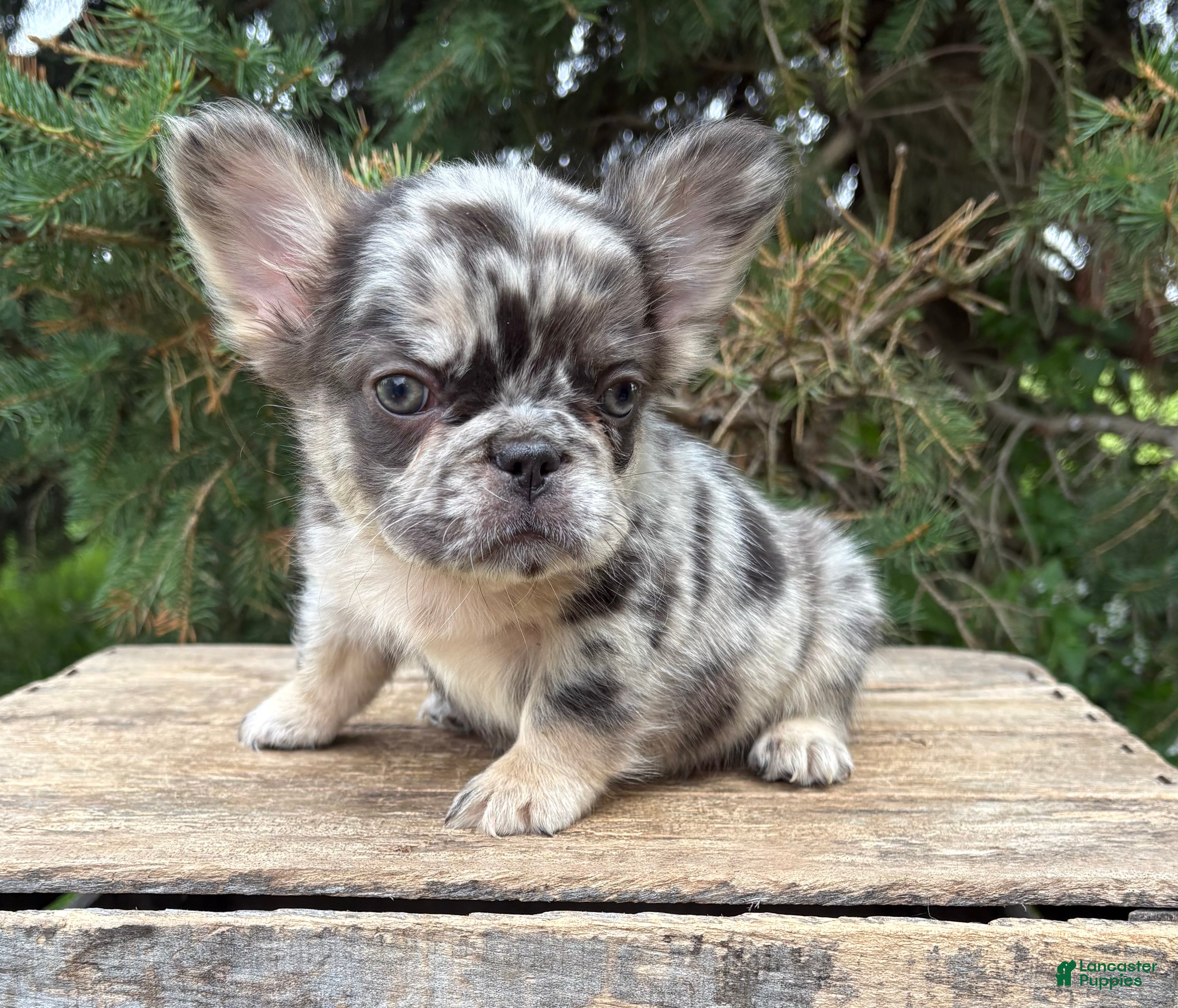 French Bulldog dogs Kingston - Ad 1