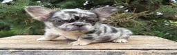 French Bulldog dogs for sale: Kingston - Ad 1