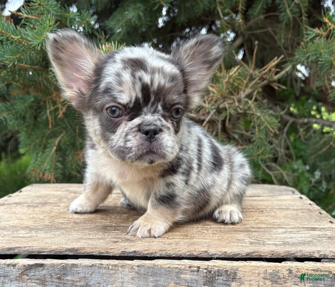 French Bulldog dogs for sale: Kingston - Ad 1