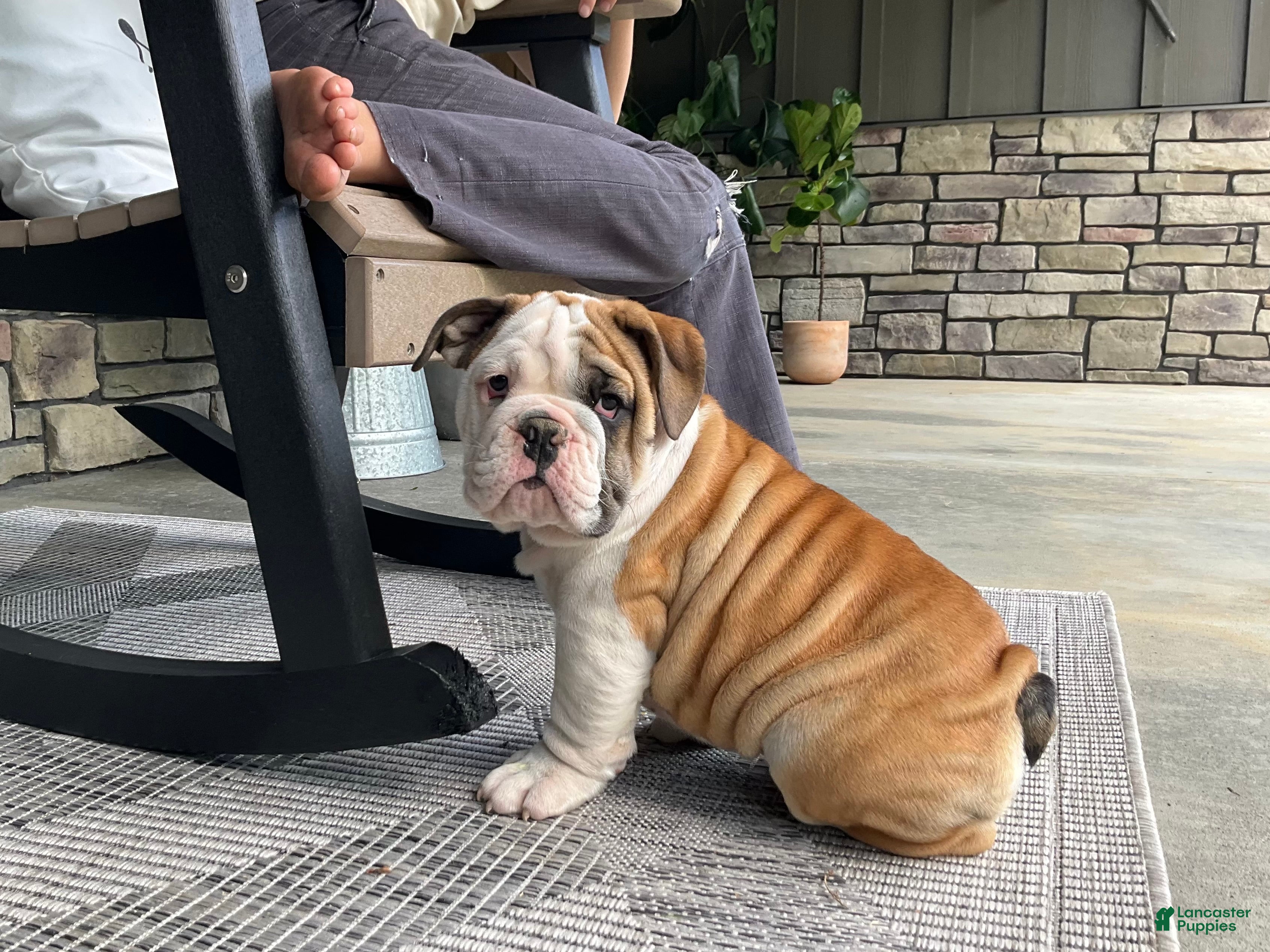 English Bulldog dogs Zaxton - Ad 1