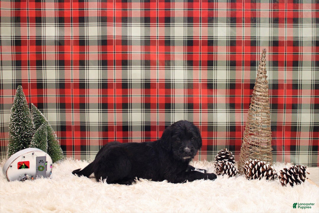 Mixed Breed dogs for sale: Ithica - Ad 10