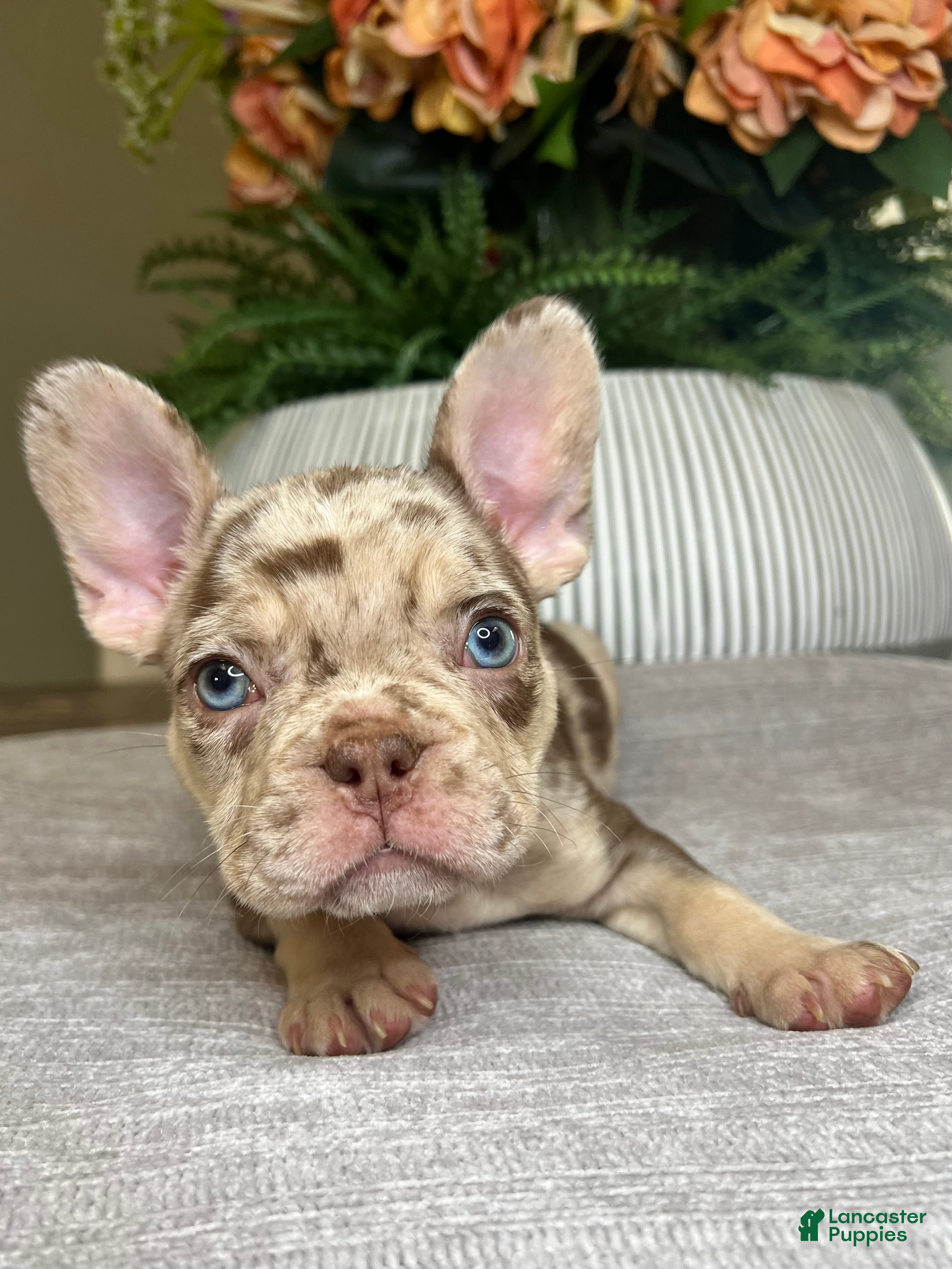 French Bulldog dogs Reese’s  - Ad 36