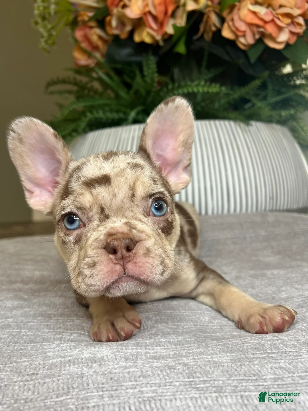 French Bulldog dogs for sale: Tucker - Ad 23