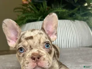 French Bulldog dogs Reese’s - Ad 36