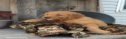Golden Retriever dogs for sale: Asher - Ad 3