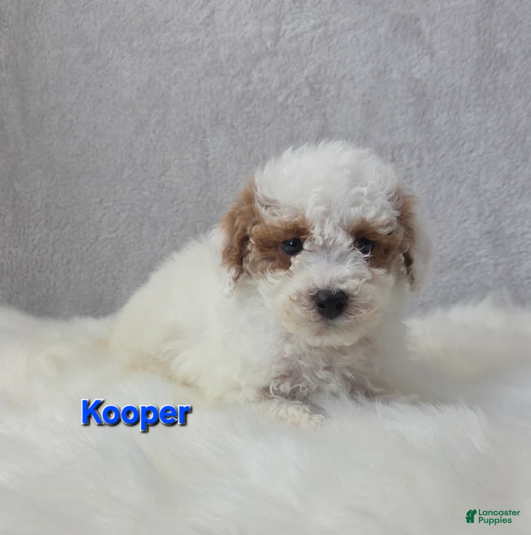 Miniature Poodle dogs for sale: Kooper - Ad 4