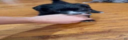 Mixed Breed dogs for sale: Panther  - Ad 3