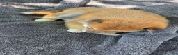 Shiba Inu dogs for sale: Liberty Belle - Ad 10