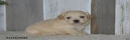 Maltipoo dogs for sale: Pete - Ad 4