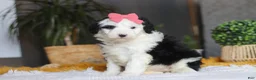 Sheepadoodle dogs for sale: Mopsy - Ad 3