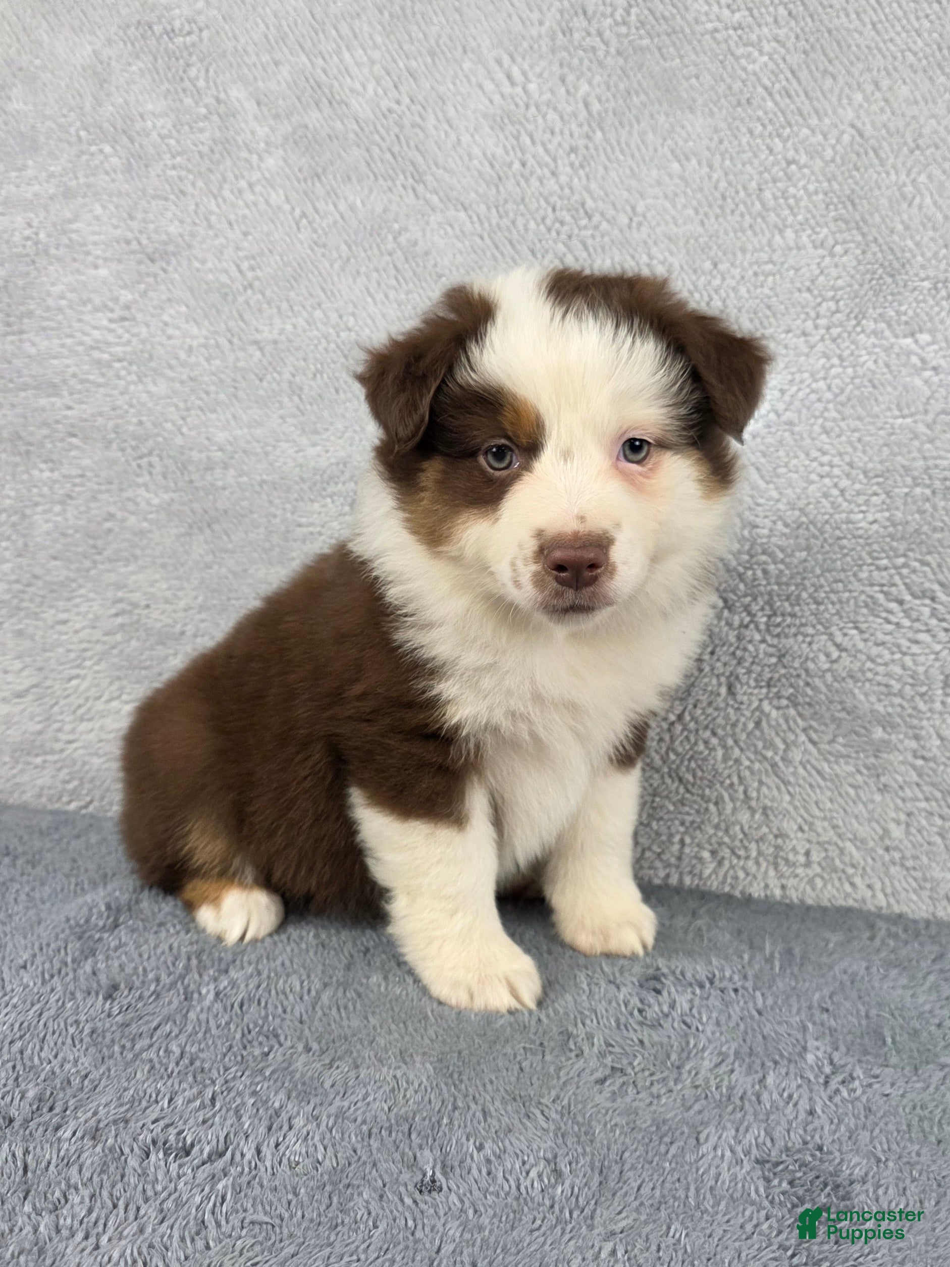 Miniature Australian Shepherd dogs Sky - Ad 1