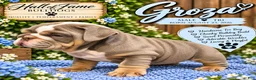 English Bulldog dogs for sale: GROZA - Ad 5