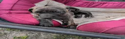 Cane Corso dogs for sale: Cane Corso Puppy 3 - Ad 2