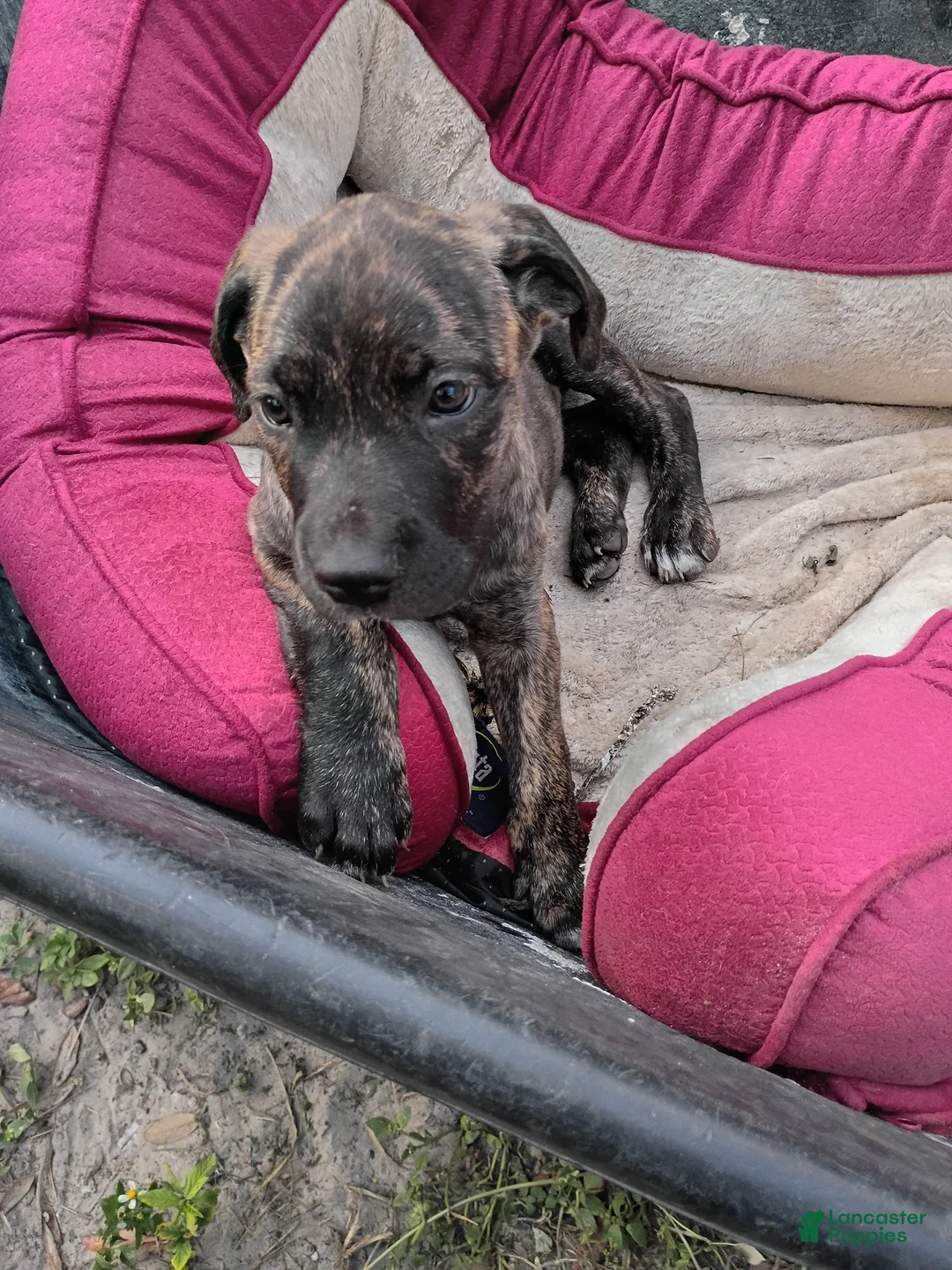 Cane Corso dogs for sale: Cane Corso Puppy 3 - Ad 2