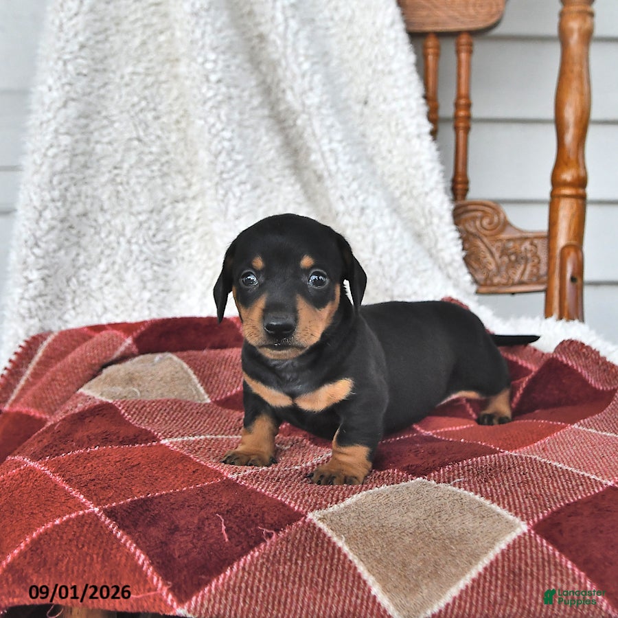Miniature Dachshund dogs Cooper - Ad 2