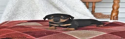 Miniature Dachshund dogs for sale: Cooper - Ad 2