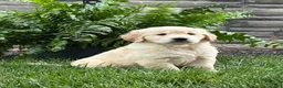 Golden Retriever dogs for sale: Milo - Ad 5