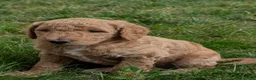 Goldendoodle dogs for sale: Pokie - Ad 5