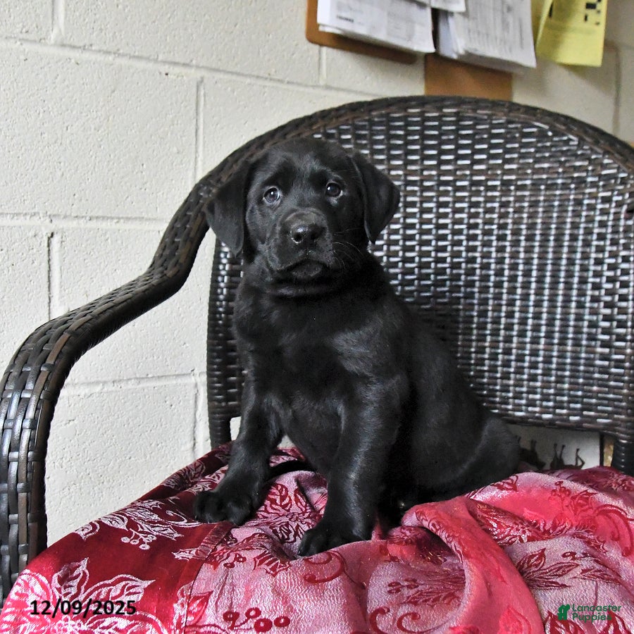 Labrador Retriever dogs Birch - Ad 28