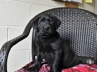 Labrador Retriever dogs Birch - Ad 1