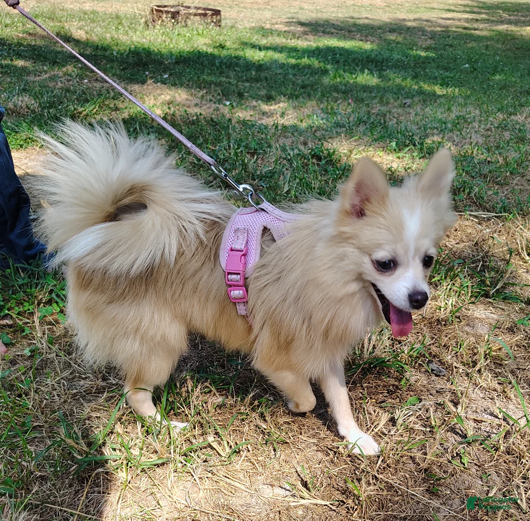 Pomeranian dogs for sale: Pomeranian 1 - Ad 3
