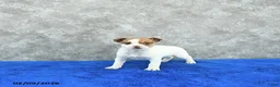 Mixed Breed dogs for sale: Trinket - Ad 2