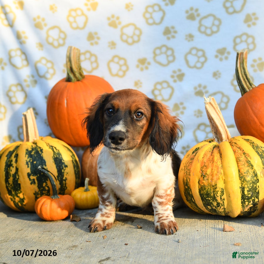 Archie (Mixed breed, Male) in Leola, PA