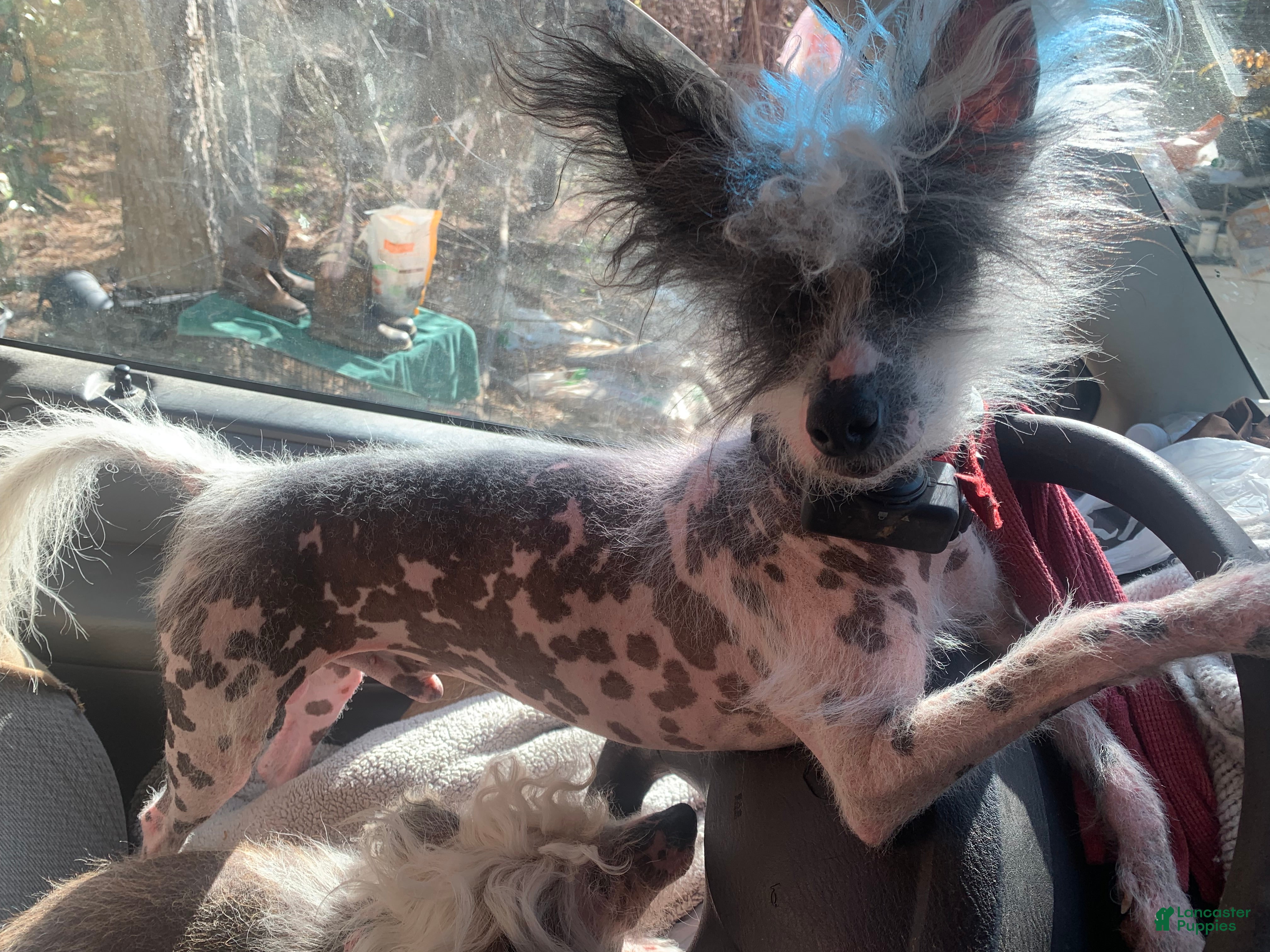 Chinese Crested dogs Chinese Crested Puppy 1 - Ad 6