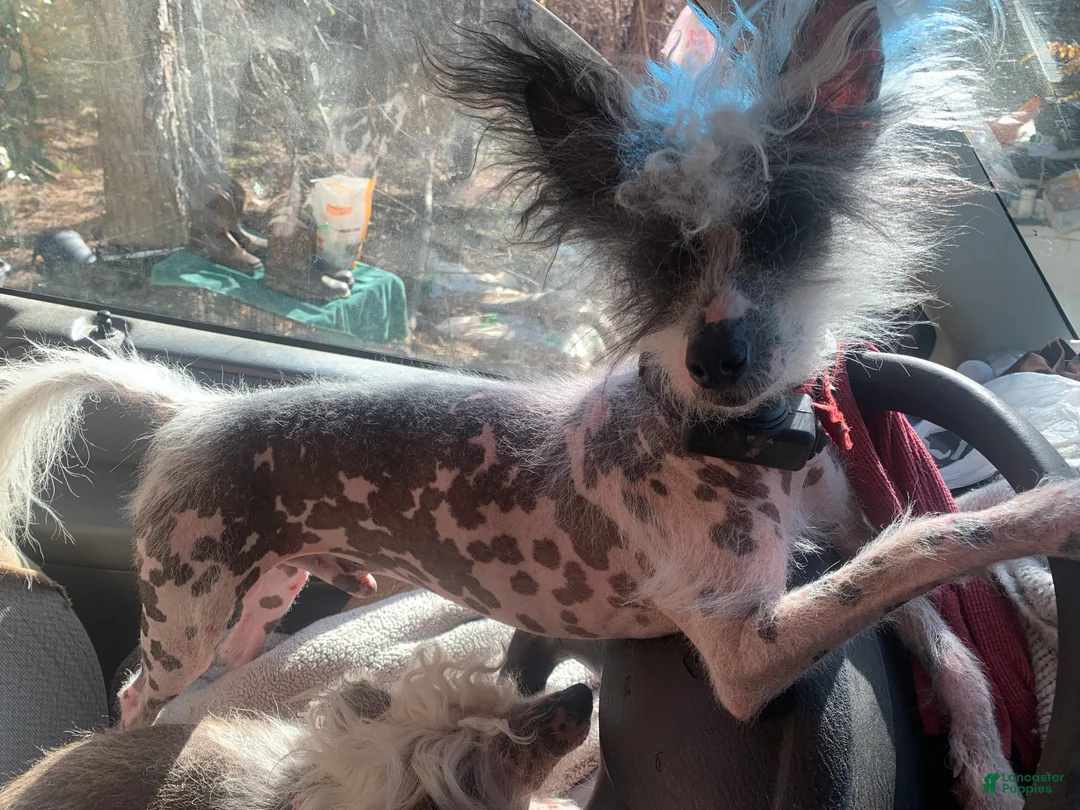 Chinese Crested dogs for sale: Chinese Crested Puppy 1 - Ad 1