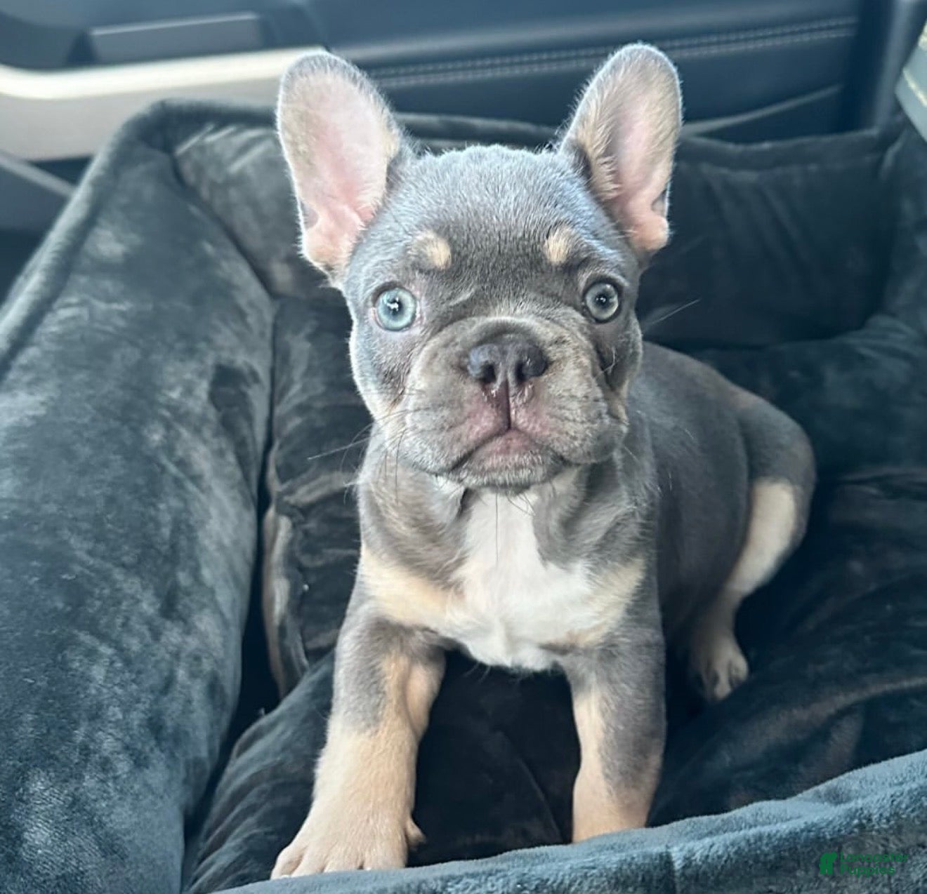 French Bulldog dogs French Bulldog 1 - Ad 32