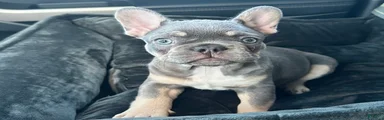 French Bulldog 1