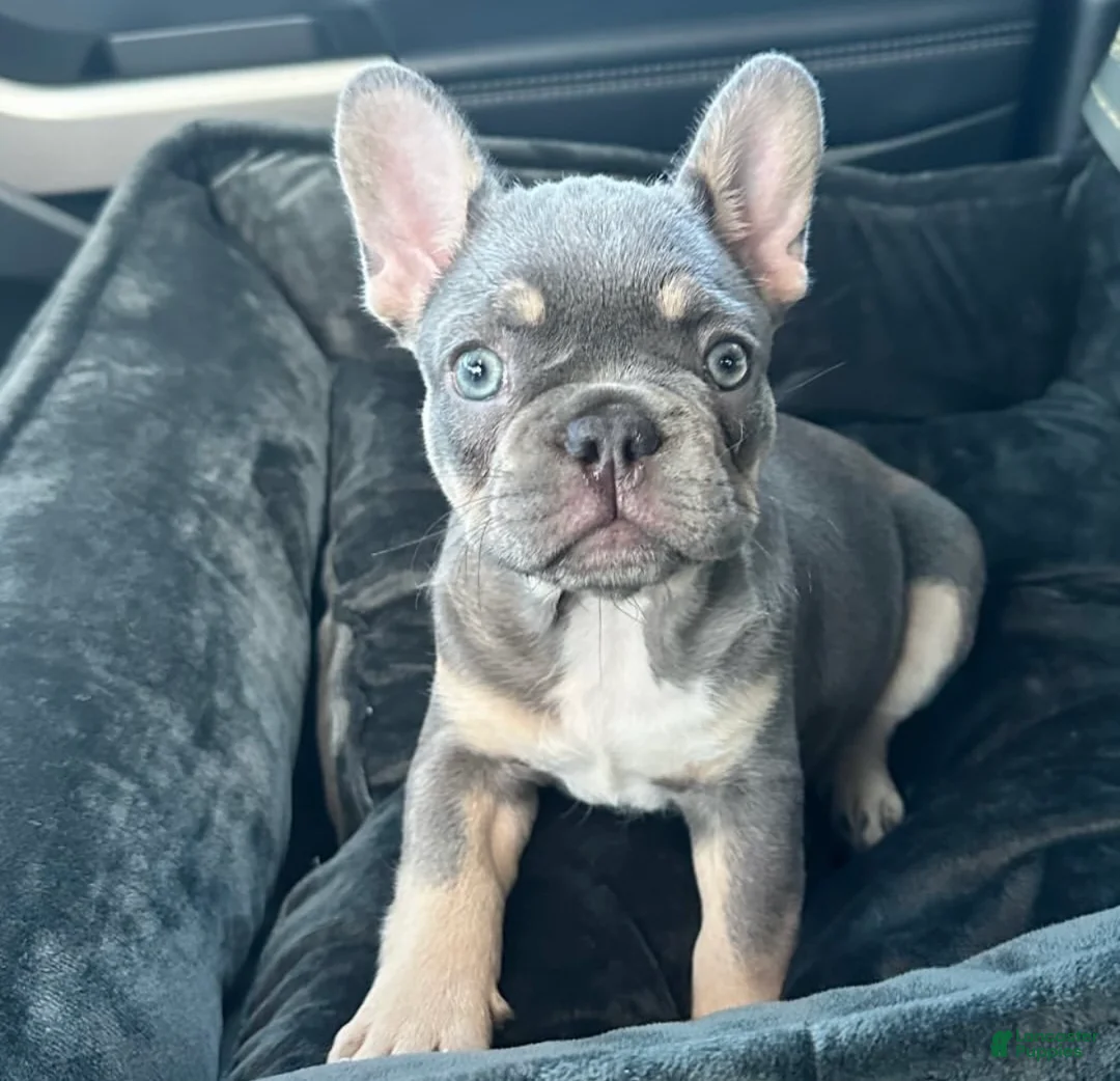 French Bulldog dogs for sale: French Bulldog 1 - Ad 1