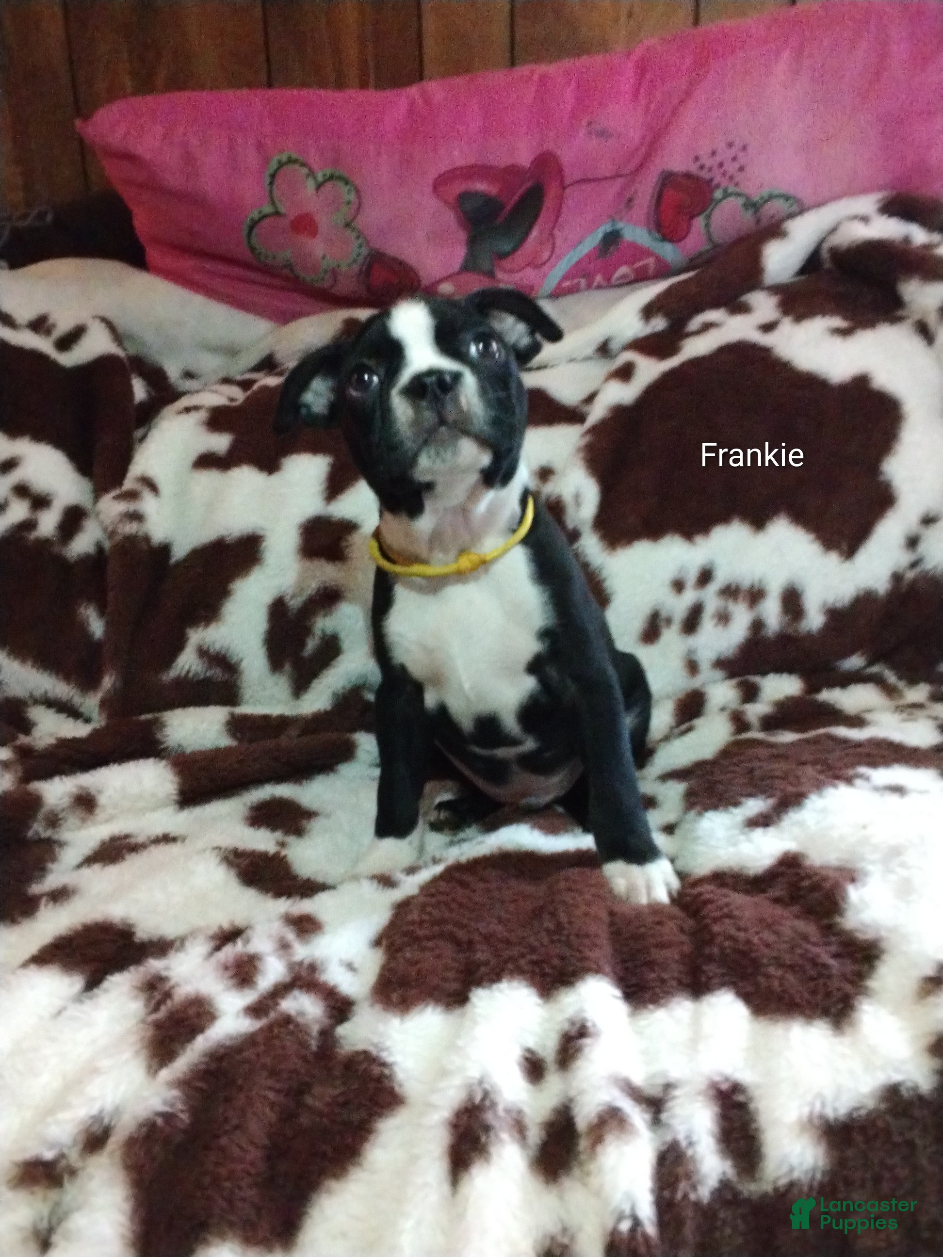 Boston Terrier dogs Boston Terrier Puppy 2 - Ad 40