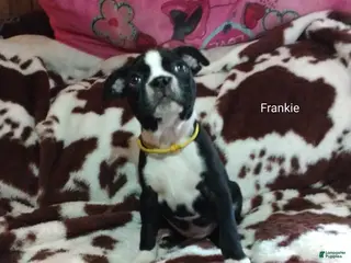 Boston Terrier dogs Boston Terrier Puppy 2 - Ad 40