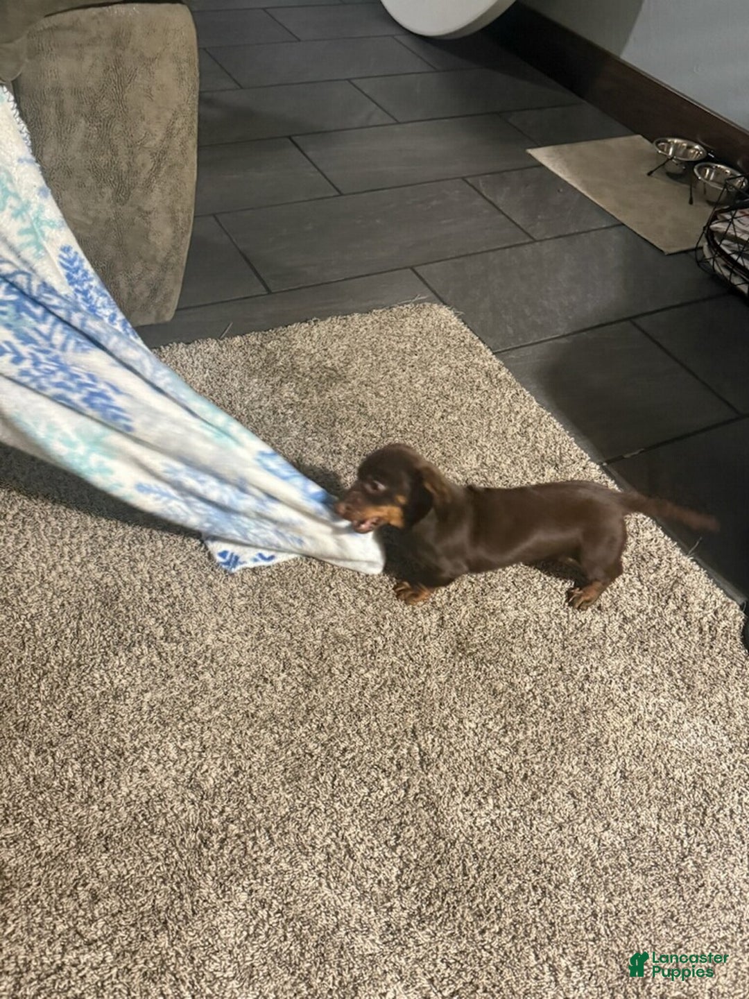 Miniature Dachshund dogs for sale: Coco  - Ad 2