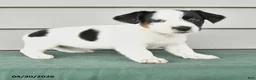 Jack Russell Terrier dogs for sale: Freya - Ad 2