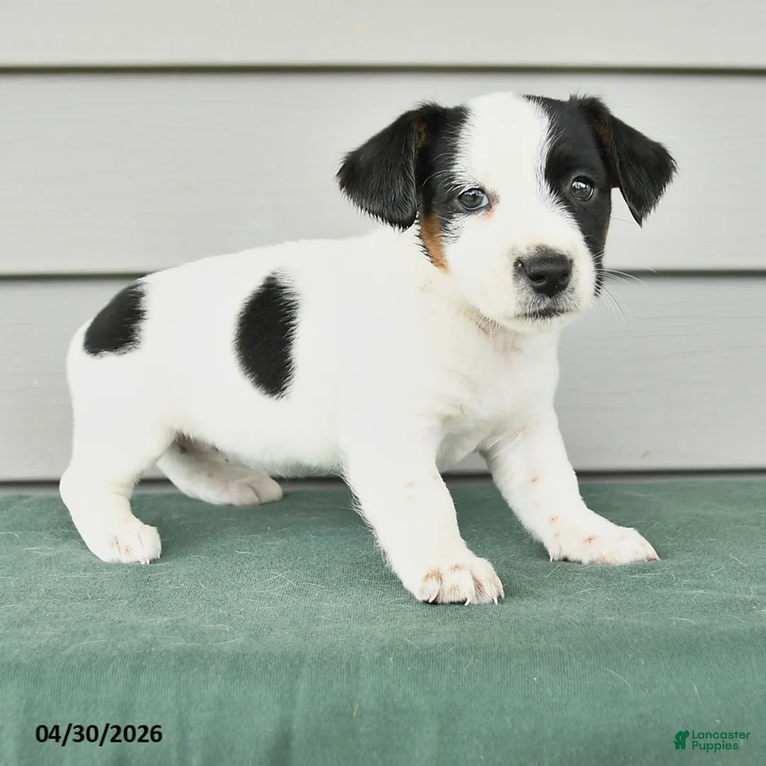 Jack Russell Terrier dogs for sale: Freya - Ad 2