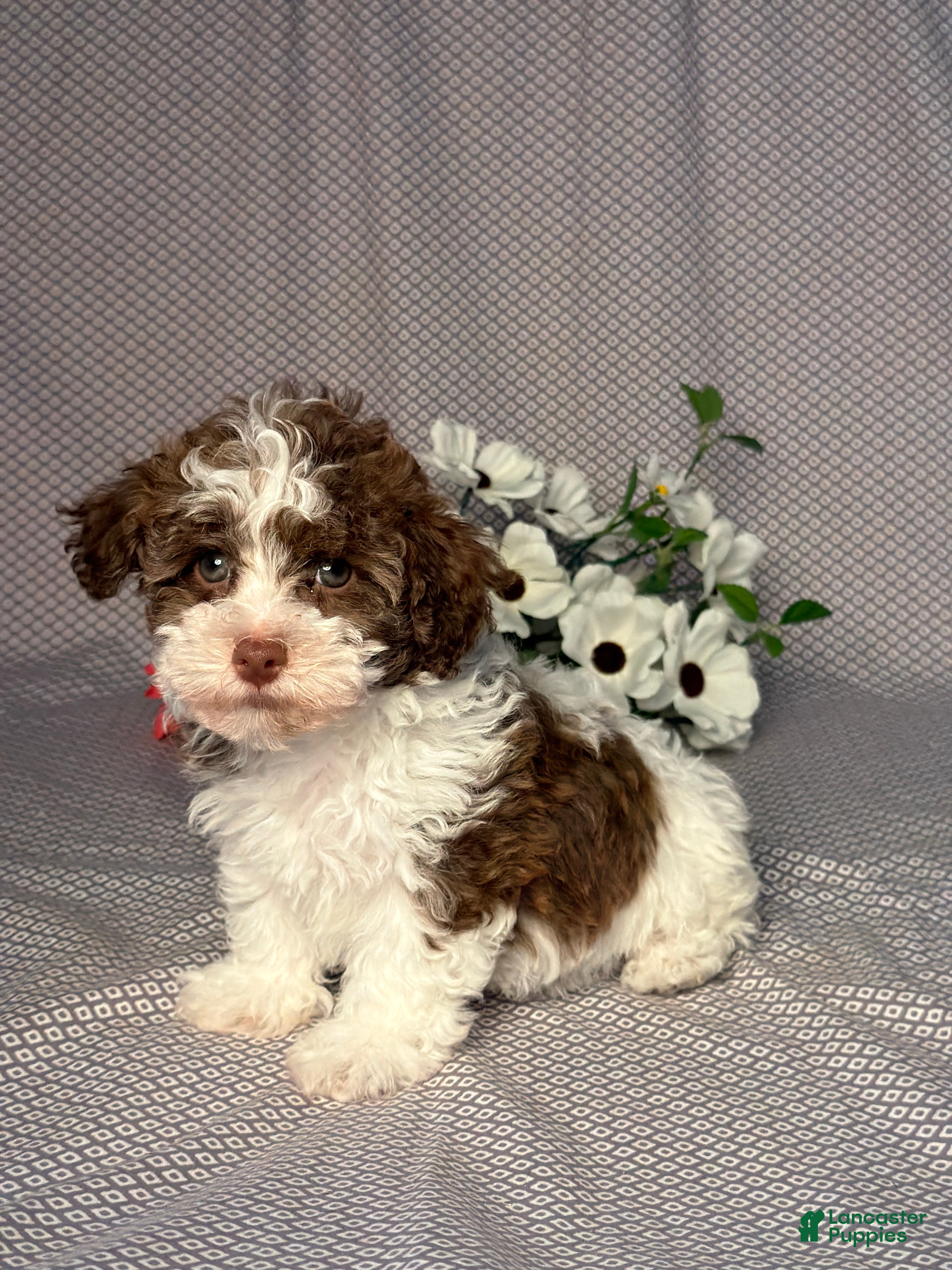 Havapoo dogs Ryan - Ad 2